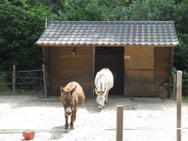 Grote foto camping is bosrijke omgeving van groningen friesland. verhuu vakantie campings