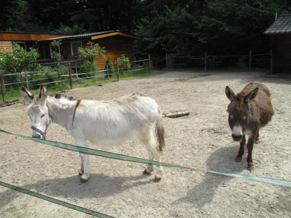 Grote foto bosrijke camping op grensfriesland groningen en drenthe. tij vakantie overige vakantie