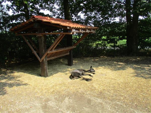 Grote foto recreatiepark tegen bos verhuur van gemeubileerde vakantiewo vakantie campings