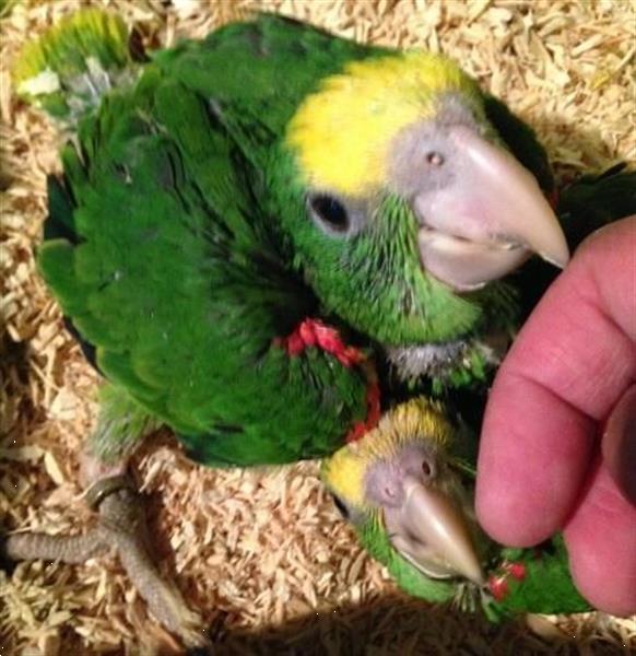 Grote foto alle soorten tamme jonge puppy papegaaien bij dennis dieren en toebehoren parkieten en papegaaien