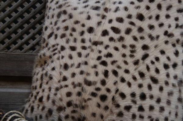 Grote foto sierkussen luipaardprint huis en inrichting woningdecoratie