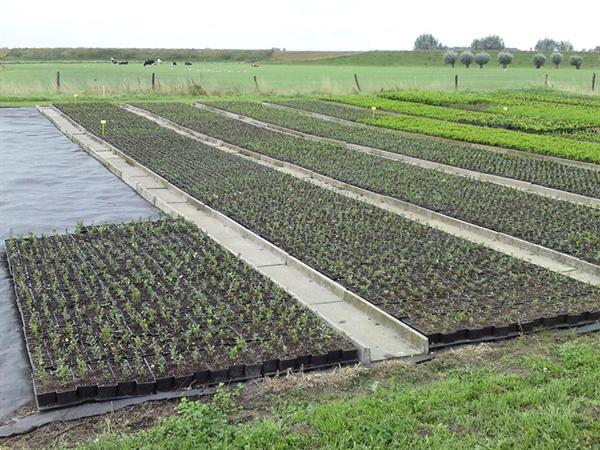 Grote foto anti worteldoek 120 gr p m 0 70 p m tuin en terras overige tuin en terras