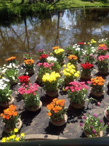 Grote foto anti worteldoek 120 gr p m 0 70 p m tuin en terras overige tuin en terras