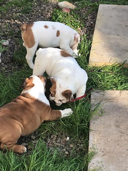 Grote foto mooie engelse bulldog puppy voor adoptie dieren en toebehoren bulldogs pinschers en molossers