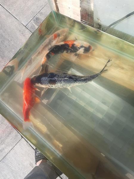 Grote foto grote aquarium met koi karpers tuin en terras vijvers en toebehoren