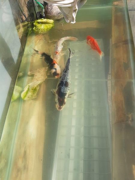 Grote foto grote aquarium met koi karpers tuin en terras vijvers en toebehoren