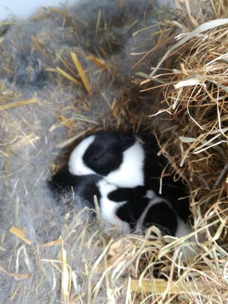 Grote foto hollander konijn dieren en toebehoren konijnen