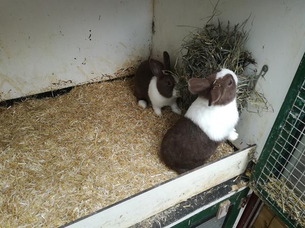 Grote foto hollander konijn dieren en toebehoren konijnen
