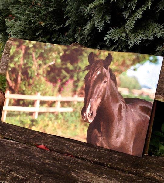Grote foto deurmat vloermat vervaardigd van kunststof met paard antiek en kunst curiosa en brocante