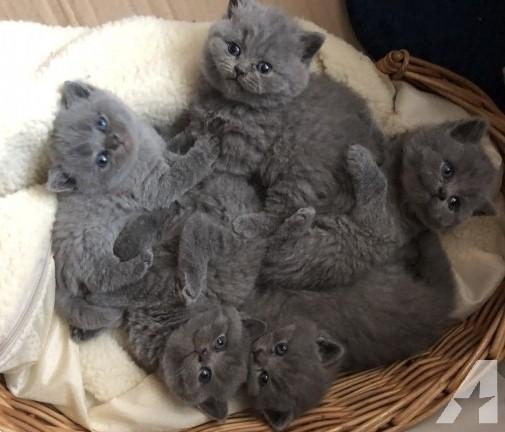 Menagerry Pardon Emigreren 3 Prachtige Britse Korthaar Kitten Beschikbaar Kopen | Raskatten | Korthaar