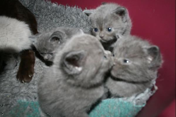 Grote foto 3 prachtige britse korthaar kitten beschikbaar dieren en toebehoren raskatten korthaar