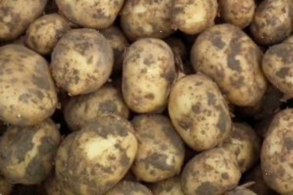Grote foto aardappelen 5kg voor maar agrarisch aardappelen