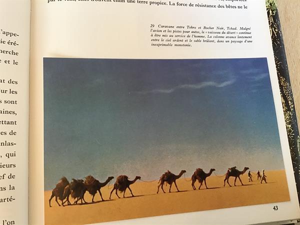 Grote foto afrika het oerwoud woestijn steppe hun sahara boeken natuur