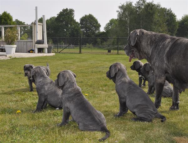 Grote foto cane corso pups verwacht begin mei 2020 dieren en toebehoren bulldogs pinschers en molossers
