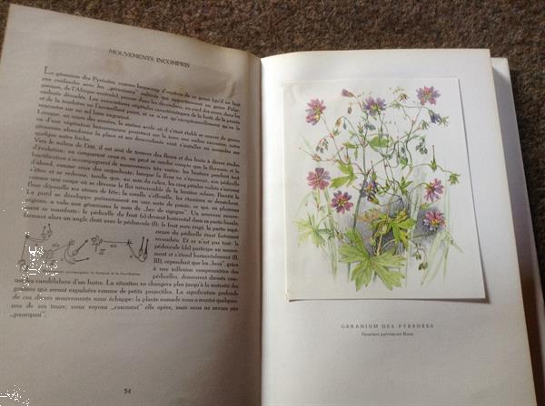 Grote foto prachtige franse boek van verschillende bloemen boeken natuur