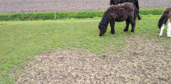 Grote foto mooie grote 1 jarige shetland ruin dieren en toebehoren pony