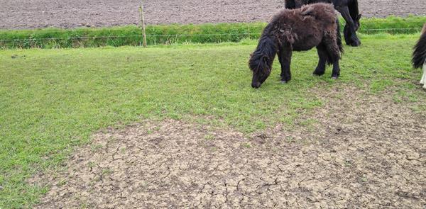 Grote foto mooie grote 1 jarige shetland ruin dieren en toebehoren pony