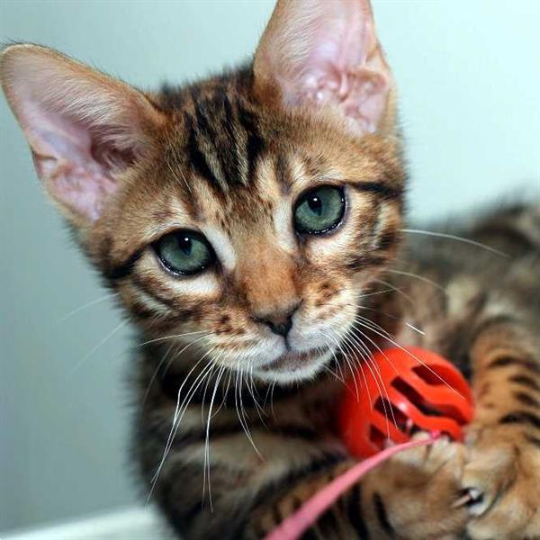 Grote foto kwaliteit bengaalse kittens te koop dieren en toebehoren raskatten korthaar