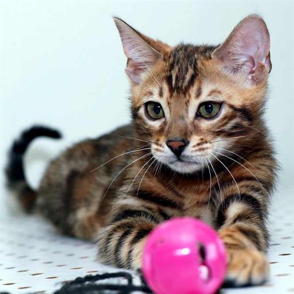 Grote foto kwaliteit bengaalse kittens te koop dieren en toebehoren raskatten korthaar