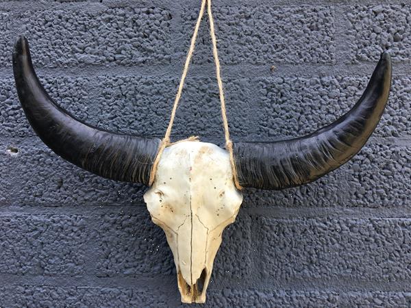 Grote foto schedel ivoor met zwarte horens massief polystein. verzamelen beelden en beeldjes