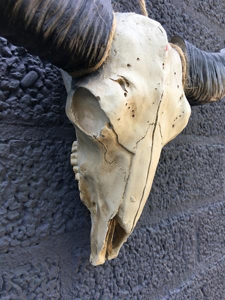 Grote foto schedel ivoor met zwarte horens massief polystein. verzamelen beelden en beeldjes