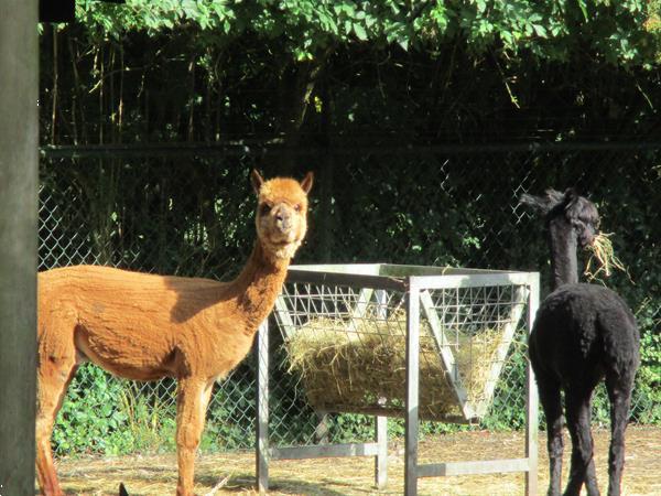 Grote foto camping trimunt weekje heerlijk tot rust komen tegen bos caravans en kamperen overige caravans en kamperen