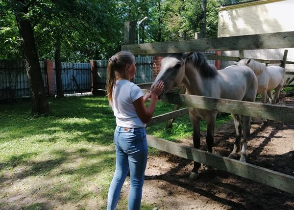 Grote foto verzorg lease of bijrijpony gezocht dieren en toebehoren verzorgpaard