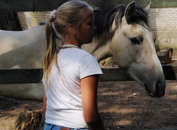 Grote foto verzorg lease of bijrijpony gezocht dieren en toebehoren verzorgpaard