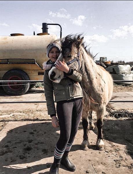 Grote foto verzorg lease of bijrijpony gezocht dieren en toebehoren verzorgpaard