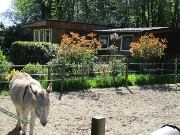 Grote foto recreatiepark trimunt tijdelijke snel spoedig verhuur woning huizen en kamers recreatiewoningen