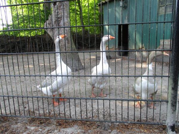 Grote foto camping trimunt verhuur woonruimte huizen en kamers overige te huur