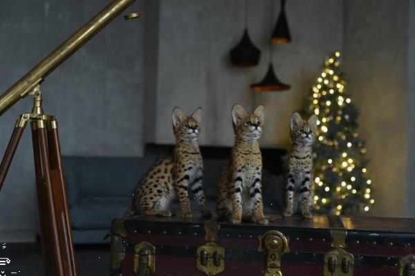 Grote foto savannah en caracat kittens te koop dieren en toebehoren raskatten korthaar