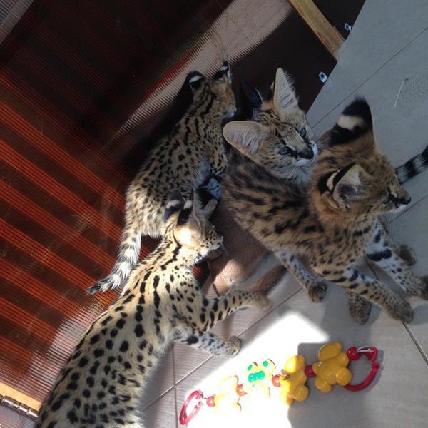 Grote foto savannah en caracat kittens te koop dieren en toebehoren raskatten korthaar