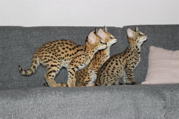 Grote foto savannah en caracat kittens te koop dieren en toebehoren raskatten korthaar
