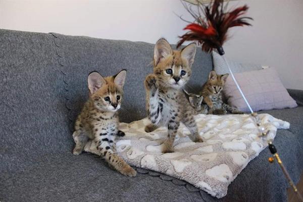 Grote foto savannah en caracat kittens te koop dieren en toebehoren raskatten korthaar