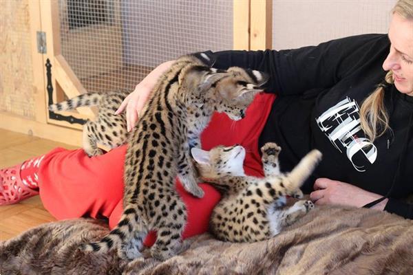 Grote foto savannah en caracat kittens te koop dieren en toebehoren raskatten korthaar