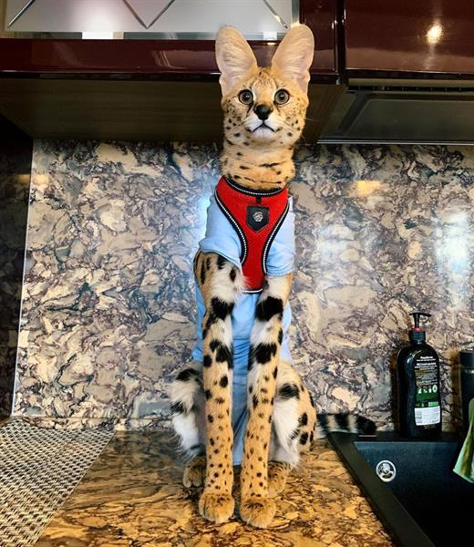 Grote foto savannah en caracat kittens te koop dieren en toebehoren raskatten korthaar