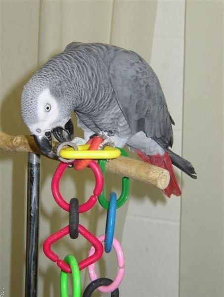 Grote foto grijze roodstaart papegaai vrouwtje dieren en toebehoren parkieten en papegaaien