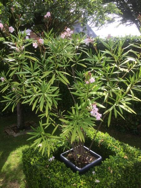 Grote foto oleanders tuin en terras bloemen en planten