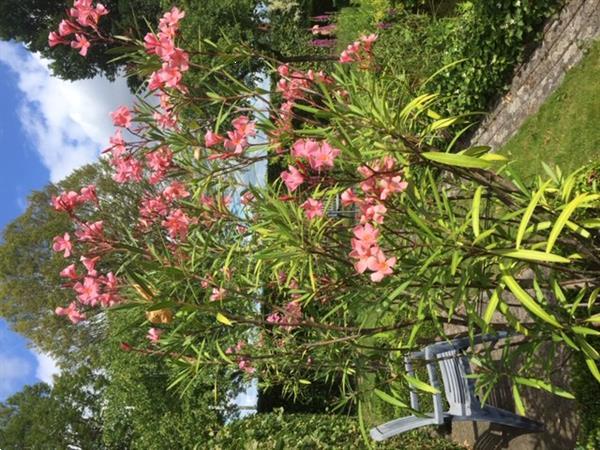 Grote foto oleanders tuin en terras bloemen en planten