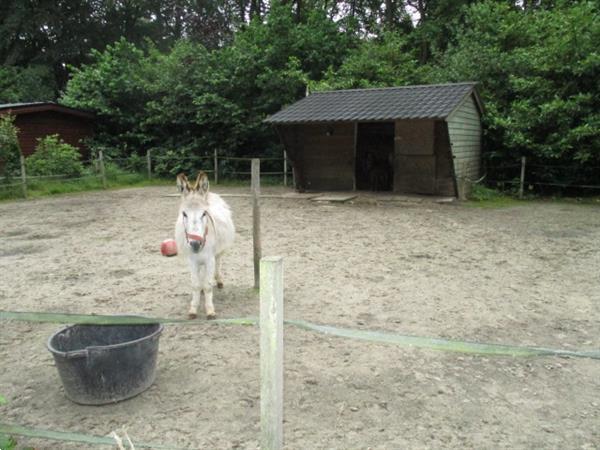 Grote foto recreatiepark trimunt verhuur van tijdelijke vakantiewoning huizen en kamers recreatiewoningen