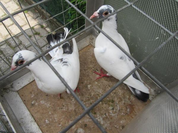 Grote foto jonge postduiven dieren en toebehoren duiven