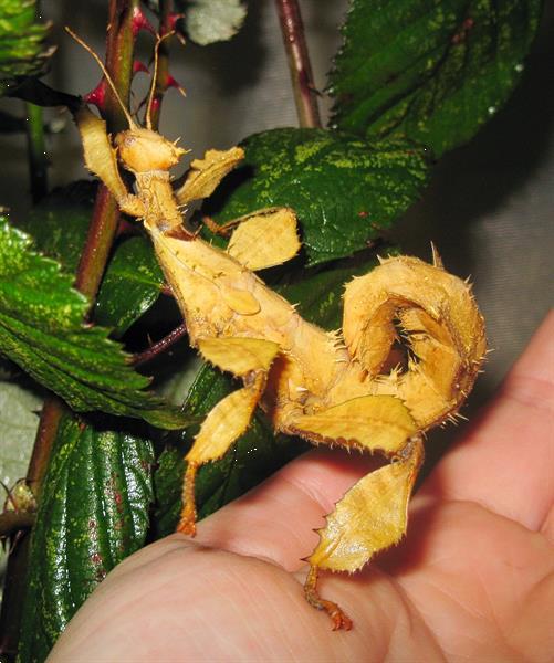 Grote foto diverse wandelende takken en eitjes dieren en toebehoren overige dieren
