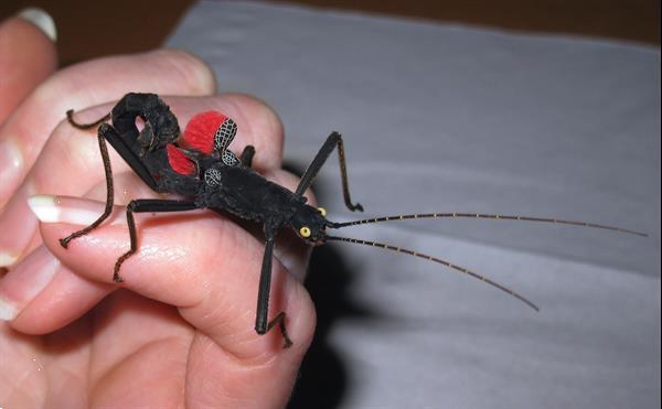 Grote foto diverse wandelende takken en eitjes dieren en toebehoren overige dieren
