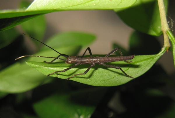 Grote foto diverse wandelende takken en eitjes dieren en toebehoren overige dieren