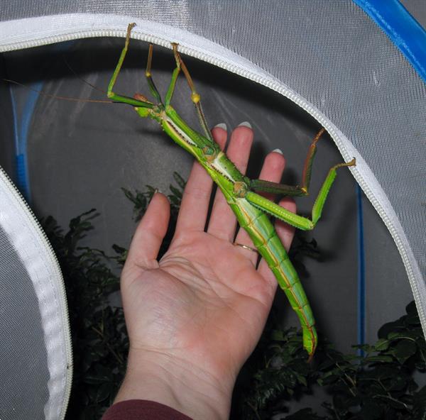 Grote foto diverse wandelende takken en eitjes dieren en toebehoren overige dieren