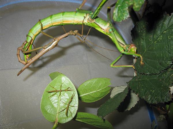 Grote foto diverse wandelende takken en eitjes dieren en toebehoren overige dieren