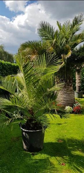 Grote foto palmbomen jubaea chilensis stamdiameter 30cm tuin en terras bomen en struiken