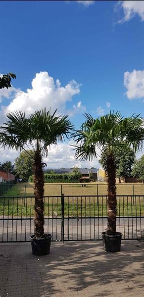 Grote foto palmboom trachycarpus fortunei 230cm stamhoogte tuin en terras bomen en struiken