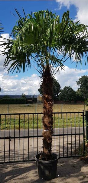 Grote foto palmboom trachycarpus fortunei 230cm stamhoogte tuin en terras bomen en struiken